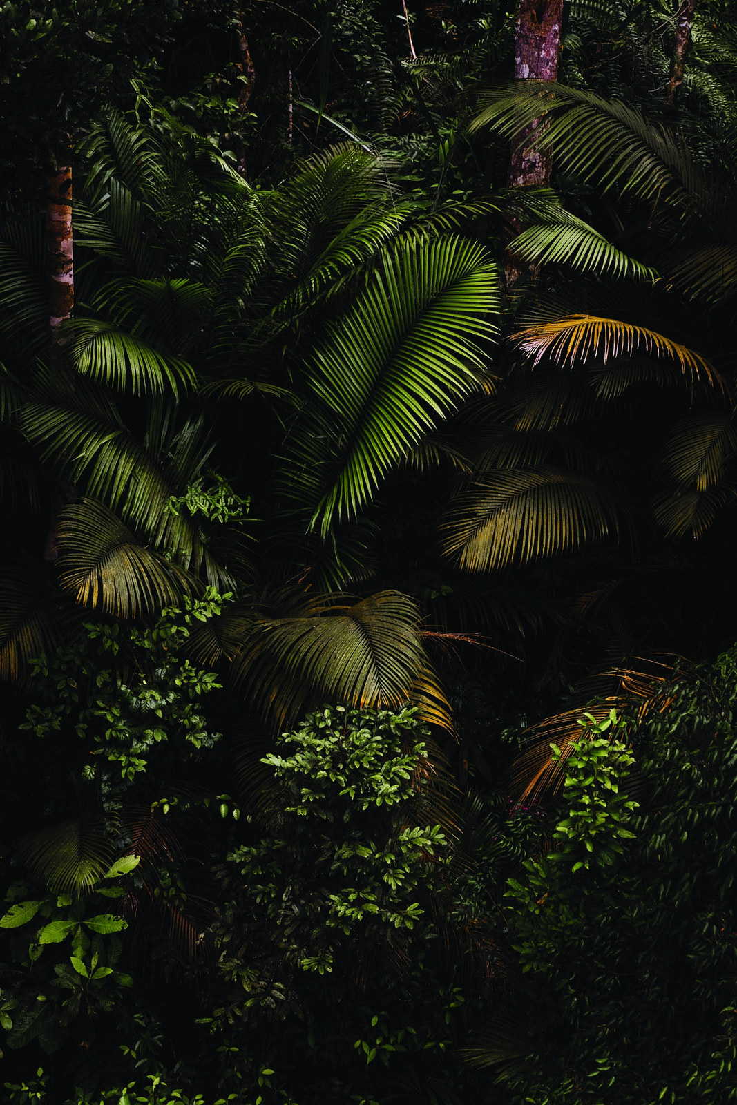 Dichter brasilianischer Regenwald — Nature-Location für Fashion Shootings